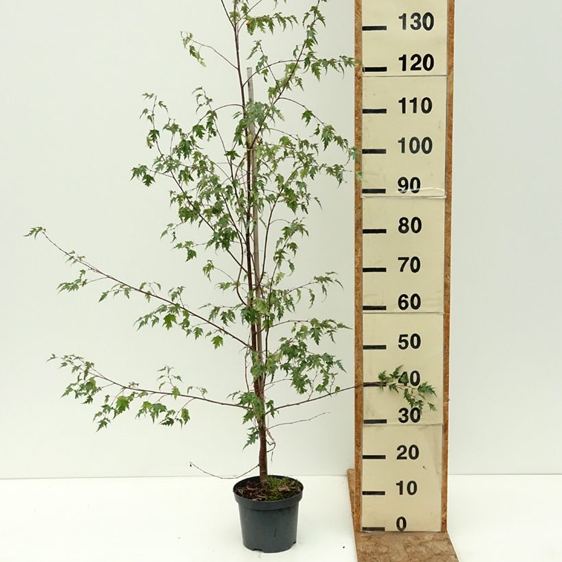 Esemplare di Betula pendula Crispa - Betulla bianca Vaso da 2L/3L consegnato in estate