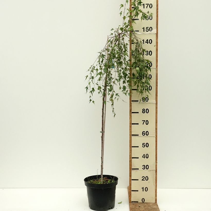 Esemplare di Betula pendula Gracilis - Betulla bianca Vaso da 4L/5L, Vaso impalcato consegnato in estate