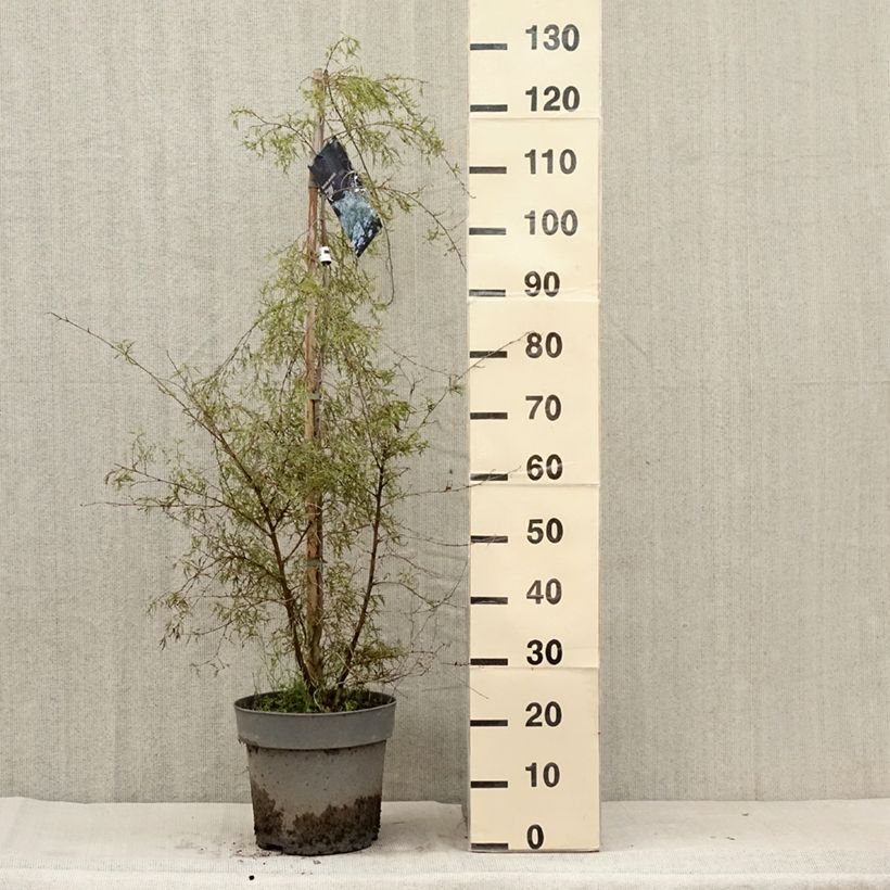 Esemplare di Betula pendula Karaca - Betulla bianca Vaso da 7,5L/10L consegnato in estate