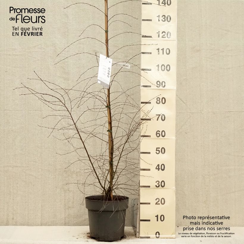 Betula pendula Karaca - Betulla bianca Vaso da 7,5L/10L esemplare consegnato in inverno