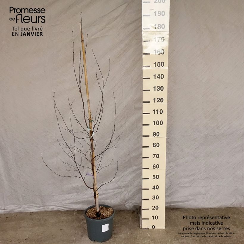 Betula pendula Royal Frost ou Crimson Frost - Betulla bianca Vaso da 7,5L/10L esemplare consegnato in inverno