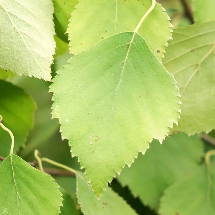 Betula pendula Spider Alley - Betulla bianca (Fogliame)