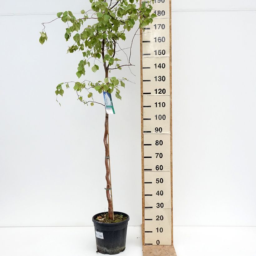 Esemplare di Bouleau tortueux - Betula pendula Spider Alley Vaso da 12L/15L consegnato in estate
