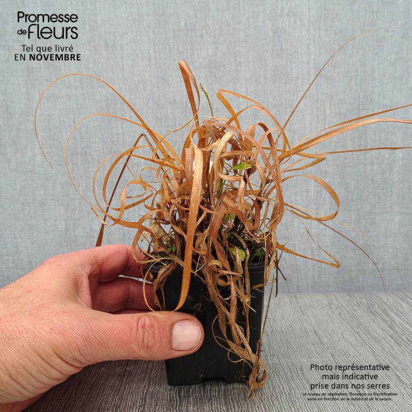 Esemplare di Bouteloua curtipendula Vasetto da 8/9 cm come consegnato in autunno