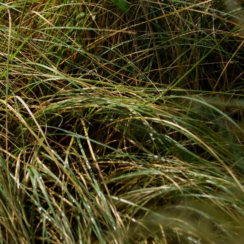 Bouteloua gracilis (Fogliame)