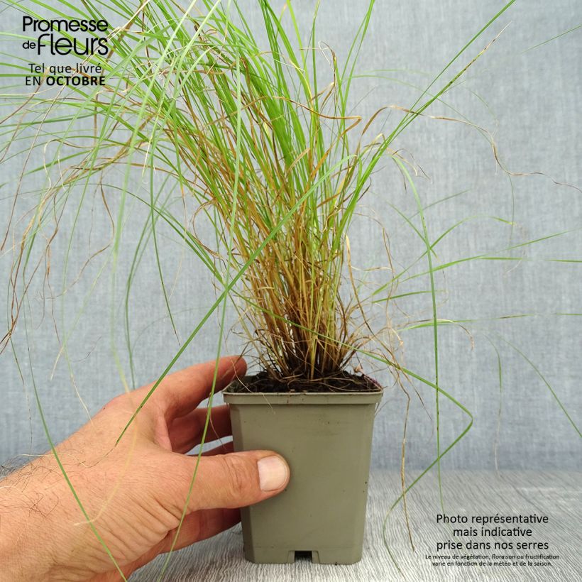 Esemplare di Bouteloua gracilis Vasetto da 8/9 cm come consegnato in autunno