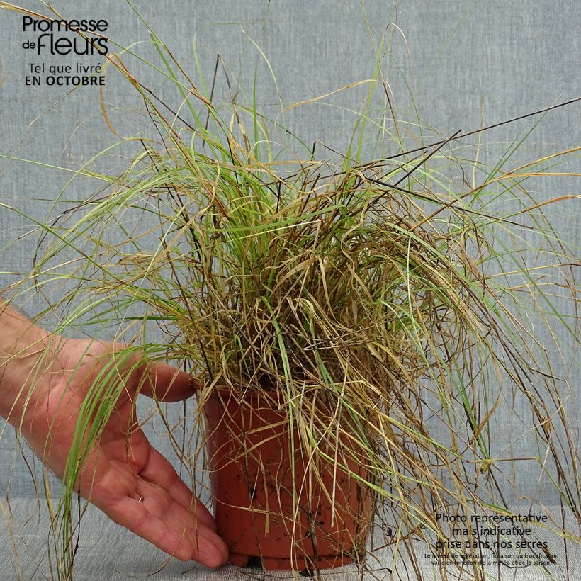 Esemplare di Bouteloua gracilis Vaso da 1,5L/2L come consegnato in autunno