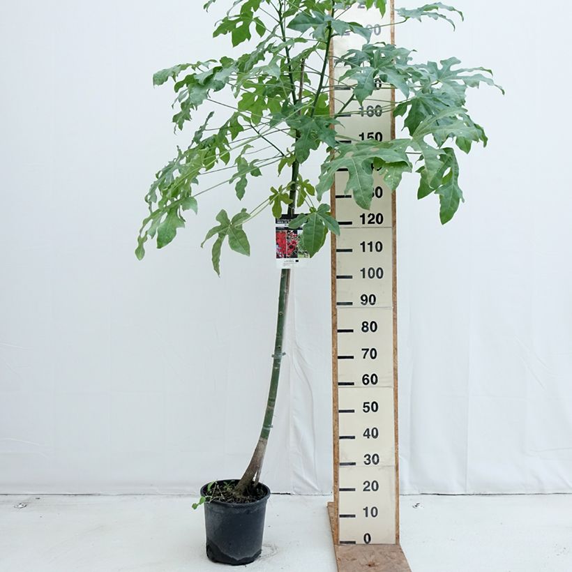 Esemplare di Brachychiton acerifolius - Albero fiamma Vaso da 7,5L/10L come consegnato in autunno