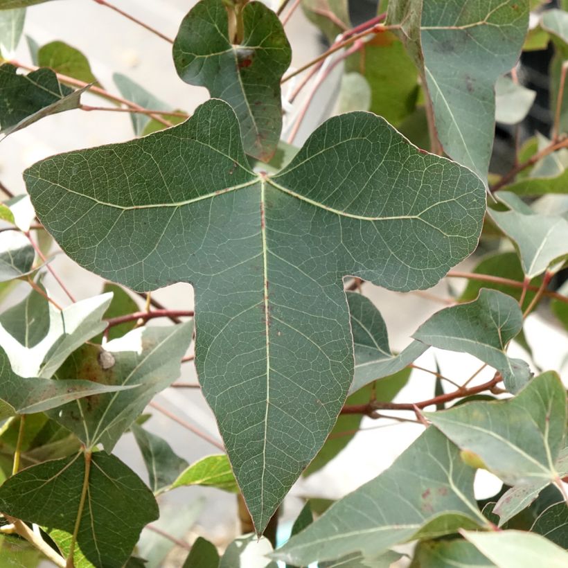 Brachychiton populneus - Albero a bottiglia (Fogliame)