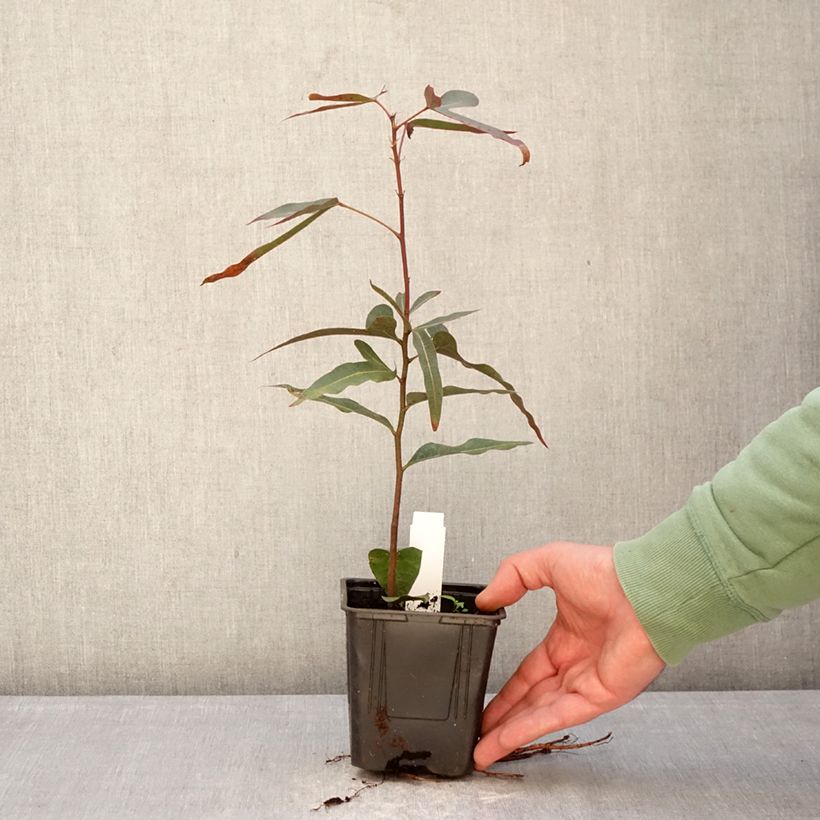 Brachychiton rupestris - Albero della bottiglia Vaso da 1L/1,5L esemplare consegnato in inverno