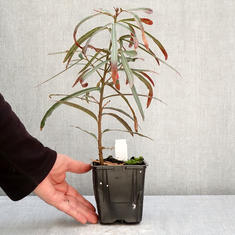 Brachychiton rupestris - Arbre-bouteille rupestre Vaso da 1L/1,5L esemplare consegnato in primavera