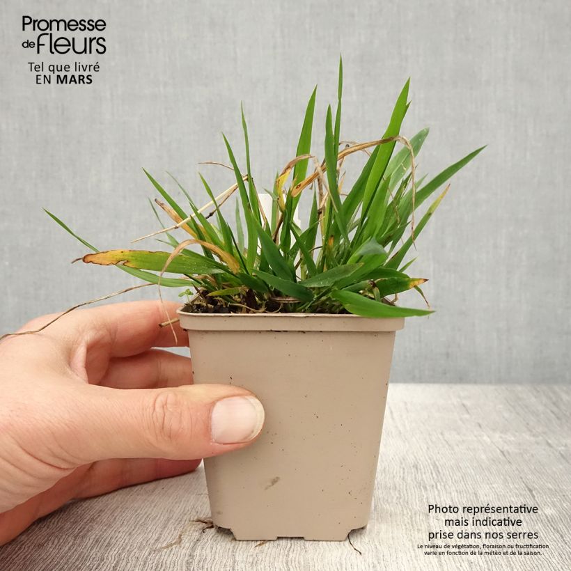 Brachypodium sylvaticum - Paleo silvestre Vasetto da 8/9 cm esemplare consegnato in primavera