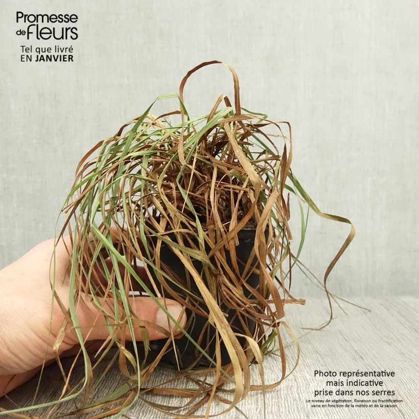 Briza media Limouzi - Sonaglini comuni Vasetto da 8/9 cm esemplare consegnato in inverno