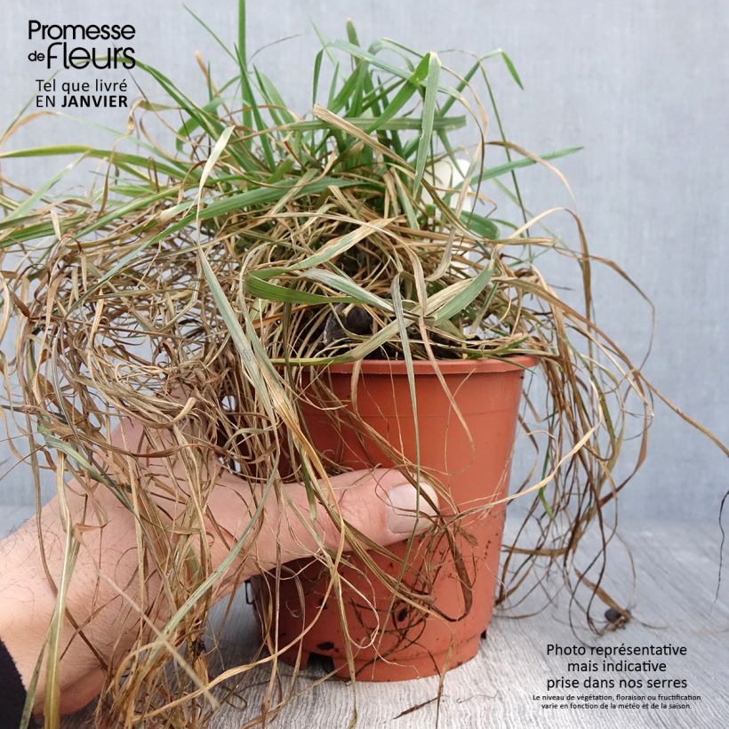 Briza media Limouzi - Sonaglini comuni Vaso da 1L/1,5L esemplare consegnato in inverno