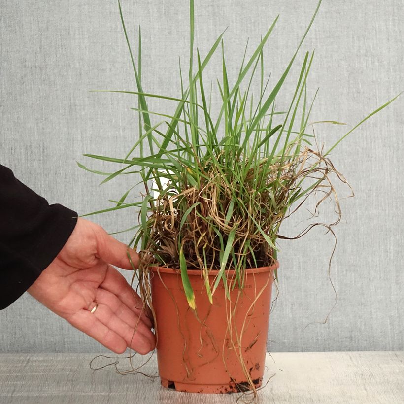 Briza media Limouzi - Sonaglini comuni Vaso da 1L/1,5L esemplare consegnato in primavera