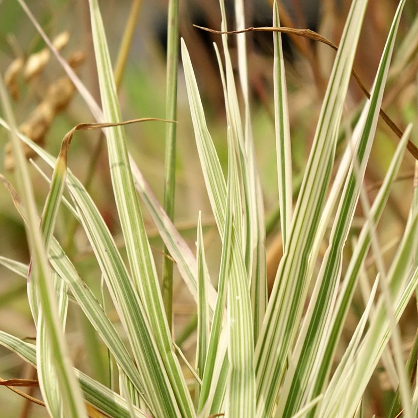 Briza media Zitterzebra - Sonaglini comuni (Fogliame)