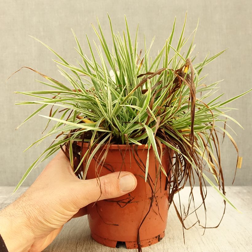 Esemplare di Briza media Zitterzebra - Sonaglini comuni Vaso da 1L/1,5L come consegnato in autunno