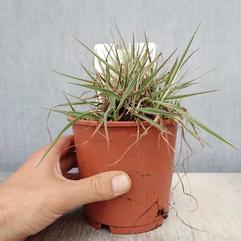 Briza media Zitterzebra - Sonaglini comuni Vaso da 1L/1,5L esemplare consegnato in primavera