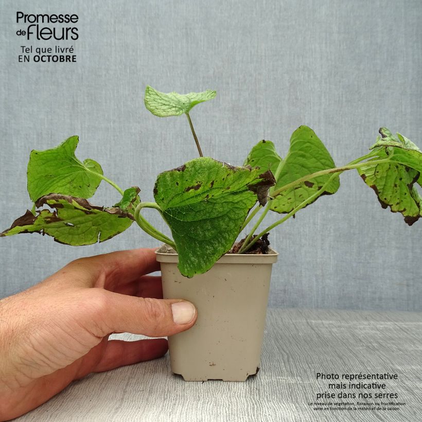 Esemplare di Brunnera macrophylla Alexander's Great Vasetto da 8/9 cm come consegnato in autunno