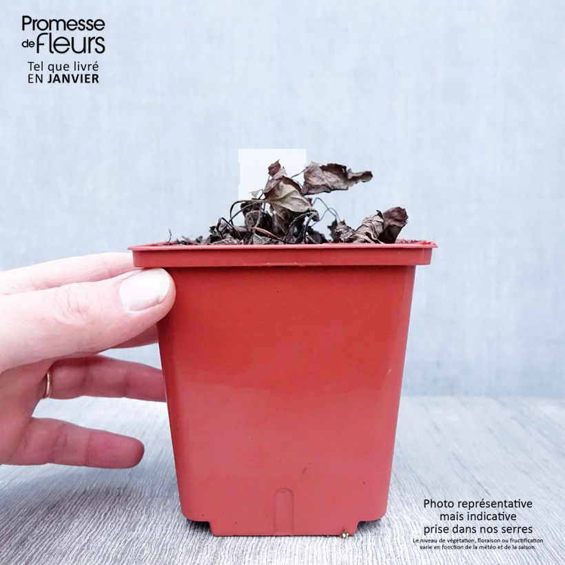 Brunnera macrophylla Alexander's Great Vaso da 1L/1,5L esemplare consegnato in inverno