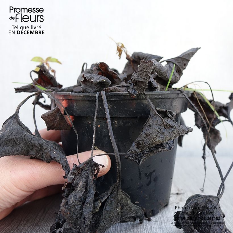 Esemplare di Brunnera macrophylla Betty Bowring Vaso da 2L/3L come consegnato in autunno