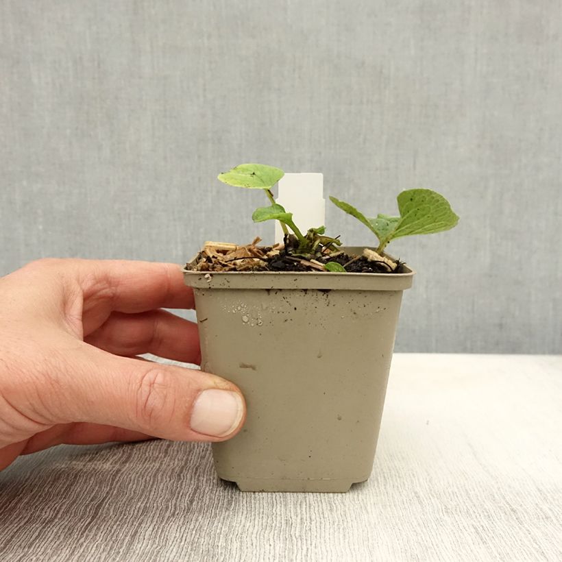 Esemplare di Brunnera macrophylla Betty Bowring Vasetto da 8/9 cm come consegnato in autunno