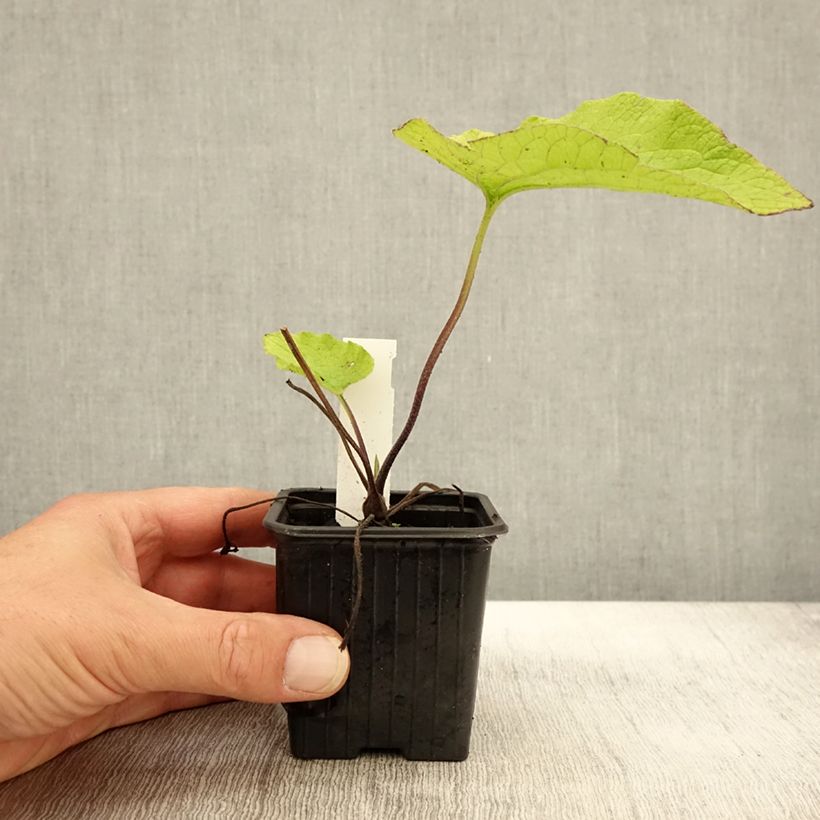 Esemplare di Brunnera macrophylla Diane's Gold Vasetto da 8/9 cm come consegnato in autunno