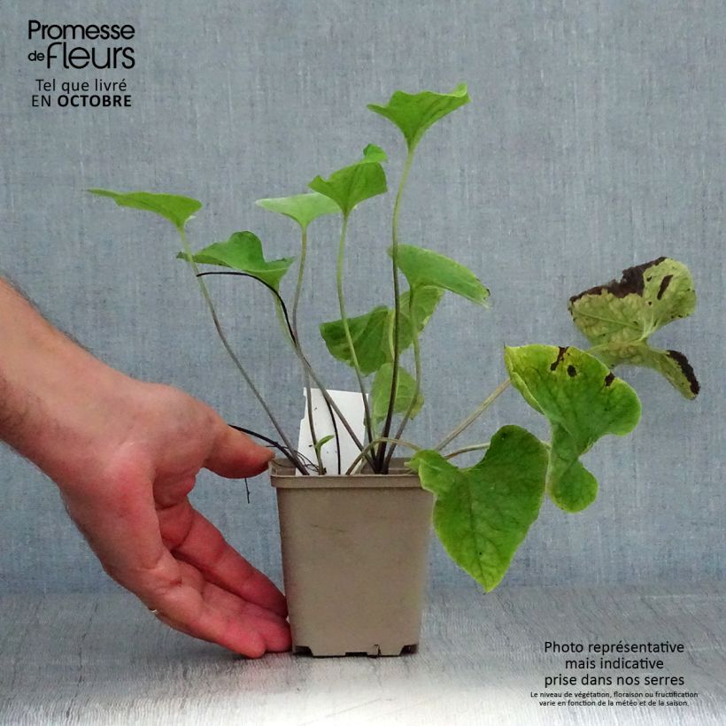 Esemplare di Brunnera macrophylla Hadspen Cream Vasetto da 8/9 cm come consegnato in autunno