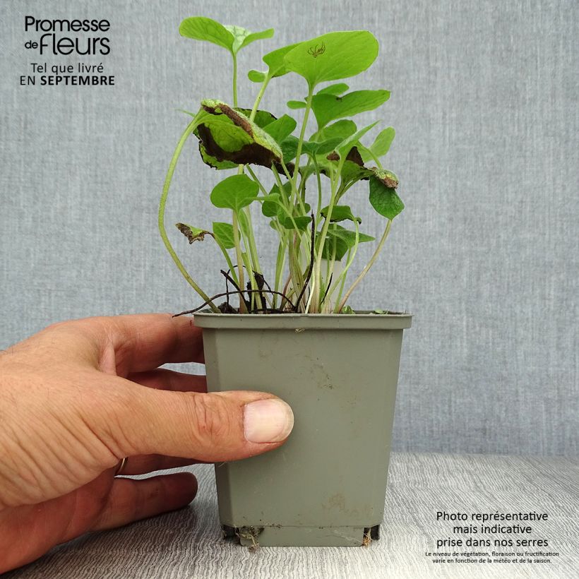 Esemplare di Brunnera macrophylla Jack Frost Vasetto da 7/8 cm come consegnato in autunno