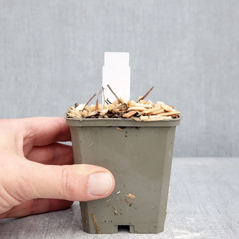 Brunnera macrophylla Jack of Diamonds Vasetto da 8/9 cm esemplare consegnato in inverno