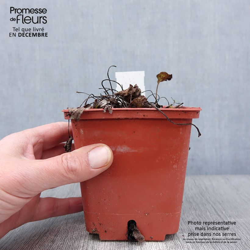 Esemplare di Brunnera macrophylla Jack of Diamonds Vaso da 1L/1,5L come consegnato in autunno