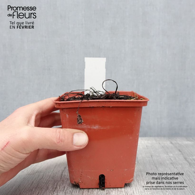 Brunnera macrophylla Jack of Diamonds Vaso da 1L/1,5L esemplare consegnato in inverno