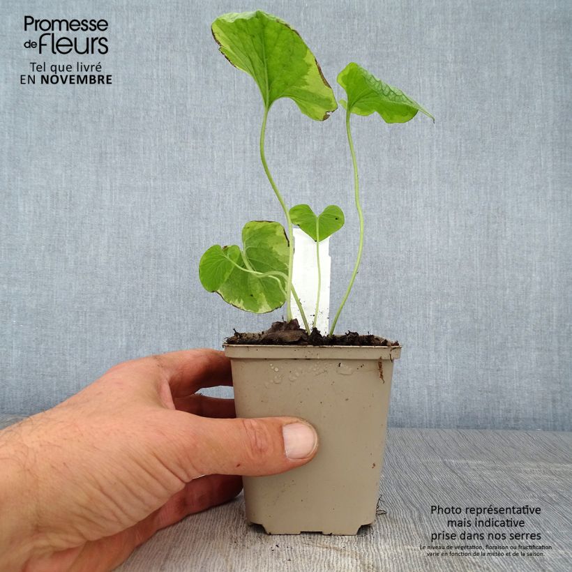 Esemplare di Brunnera macrophylla King's Ramson Vasetto da 8/9 cm come consegnato in autunno