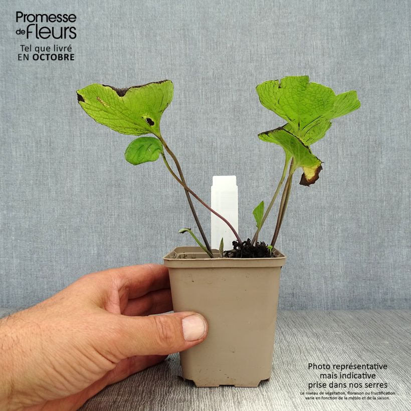 Esemplare di Brunnera macrophylla Langtrees Vasetto da 8/9 cm come consegnato in autunno