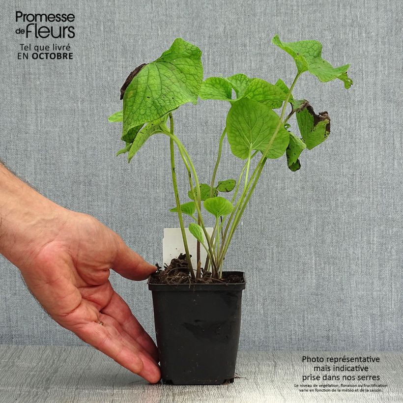 Esemplare di Brunnera macrophylla Vasetto da 8/9 cm come consegnato in autunno