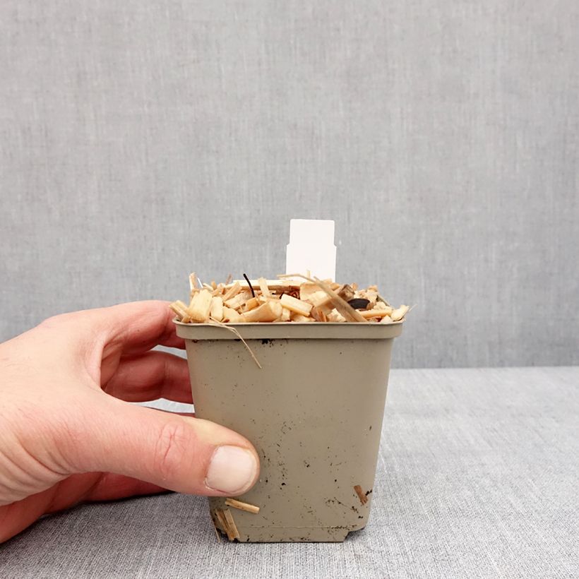 Brunnera macrophylla Queen of Hearts Vasetto da 8/9 cm esemplare consegnato in inverno