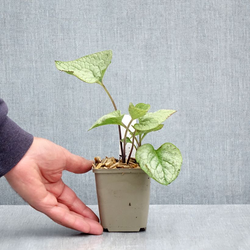 Brunnera macrophylla Queen of Hearts Vasetto da 8/9 cm esemplare consegnato in primavera