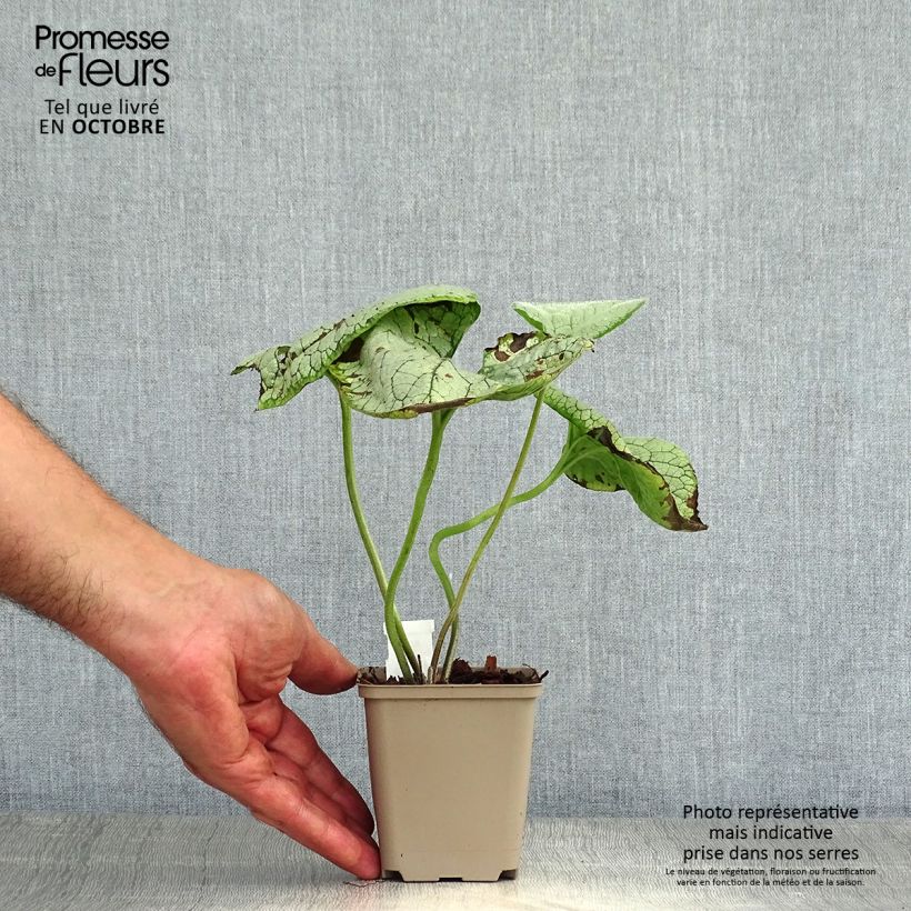 Esemplare di Brunnera macrophylla Silver Heart Vasetto da 8/9 cm come consegnato in autunno