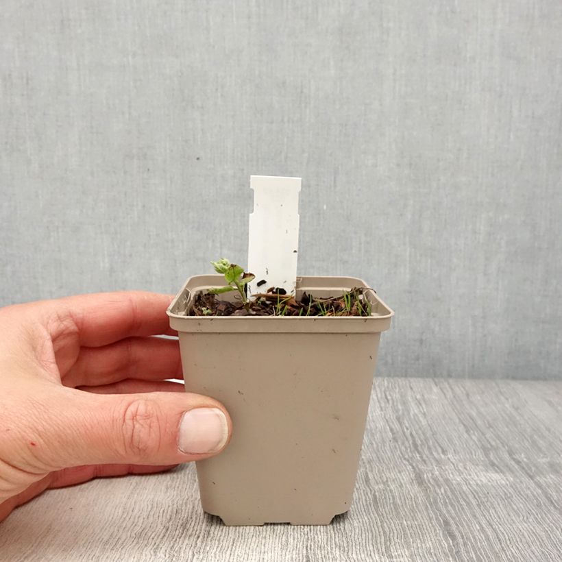 Brunnera macrophylla White Zebra Vasetto da 8/9 cm esemplare consegnato in primavera