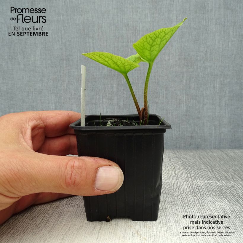 Esemplare di Brunnera sibirica Vasetto da 8/9 cm come consegnato in autunno