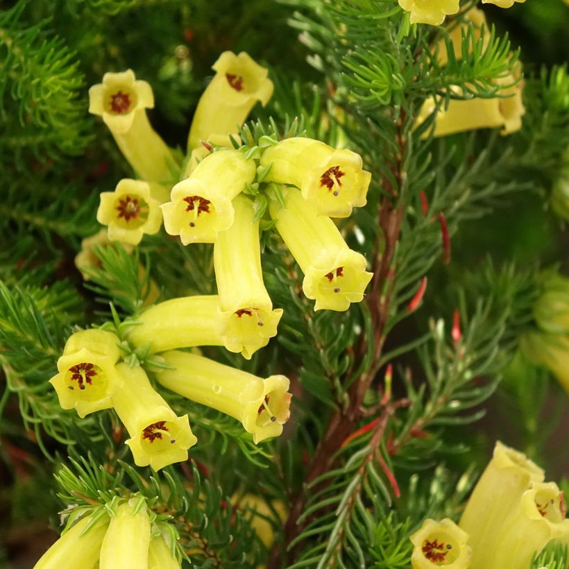 Erica nana Limoncello (Fioritura)