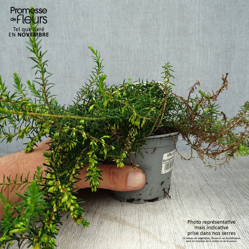 Esemplare di Erica carnea Springwood White Vasetto da 8/9 cm come consegnato in autunno