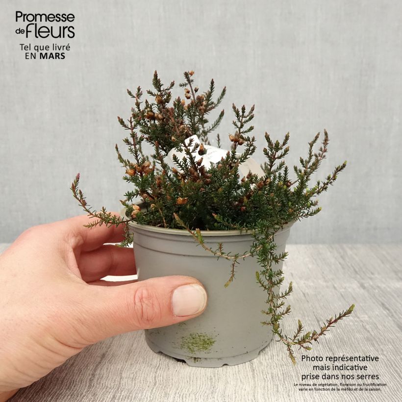 Erica cinerea C.D. Eason Vaso da Ø 12 cm / 13 cm esemplare consegnato in primavera