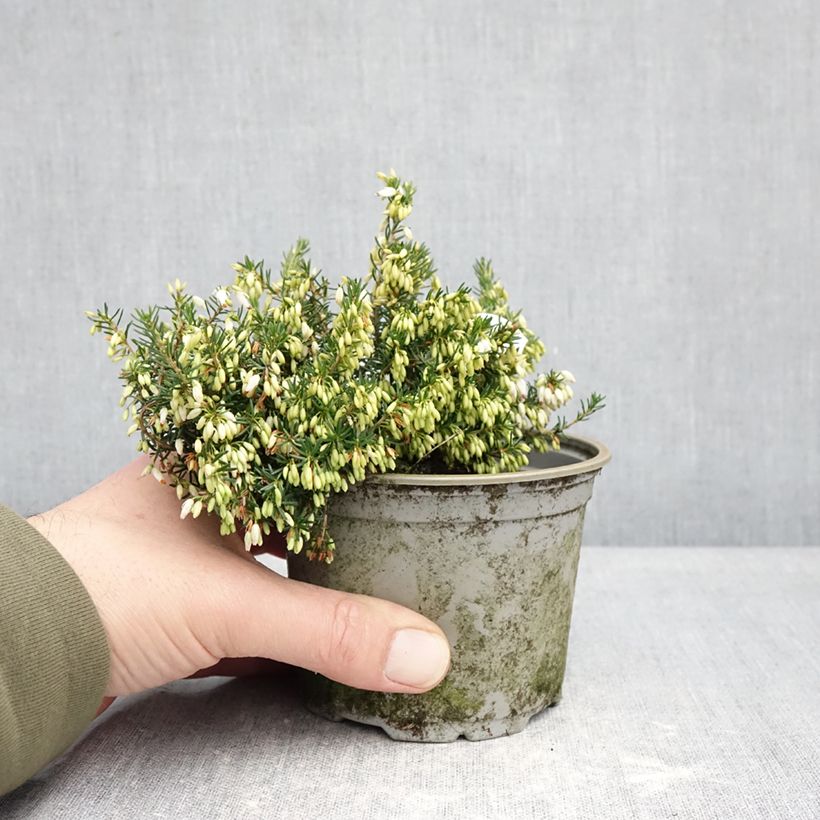 Erica cinerea f. alba Alba Vaso da Ø 12 cm / 13 cm esemplare consegnato in inverno
