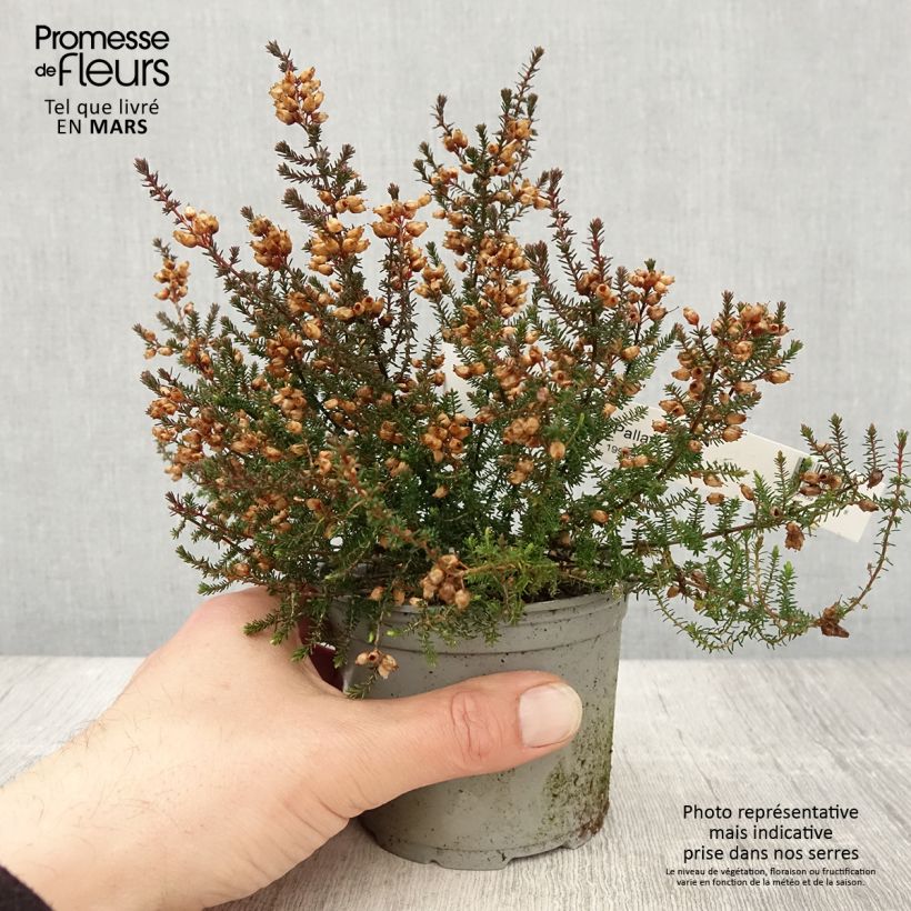 Erica cinerea Pallas Vaso da Ø 12 cm / 13 cm esemplare consegnato in primavera