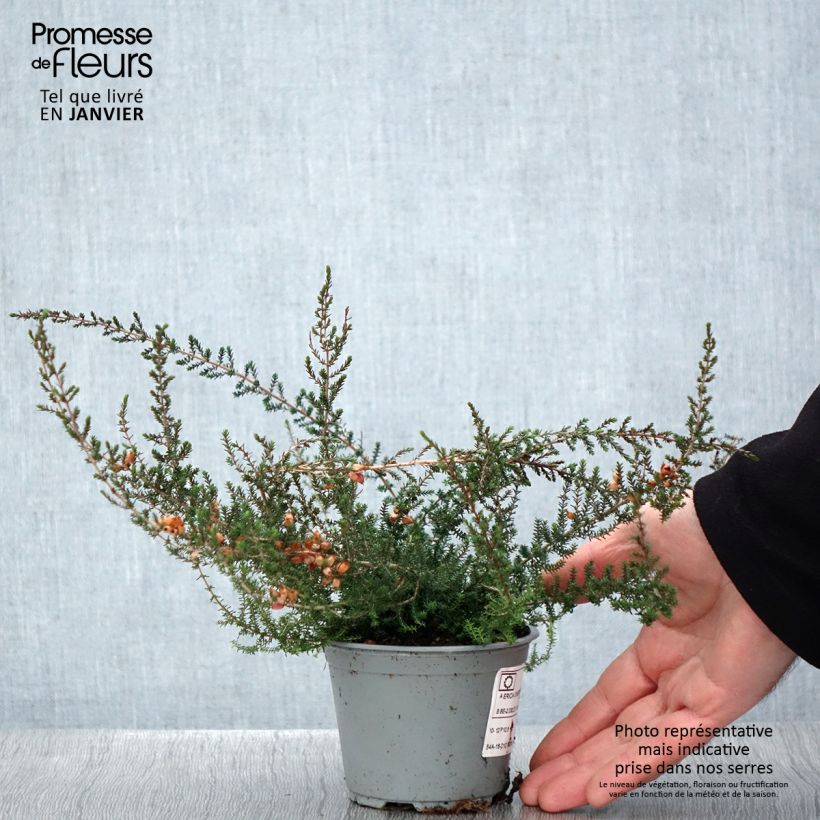 Erica cinerea Vaso da Ø 10 cm/11 cm esemplare consegnato in inverno