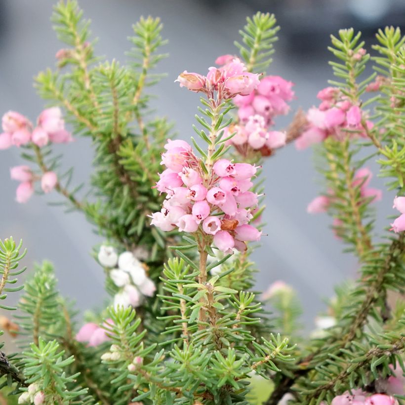 Erica williamsii Ken Wilson (Fioritura)
