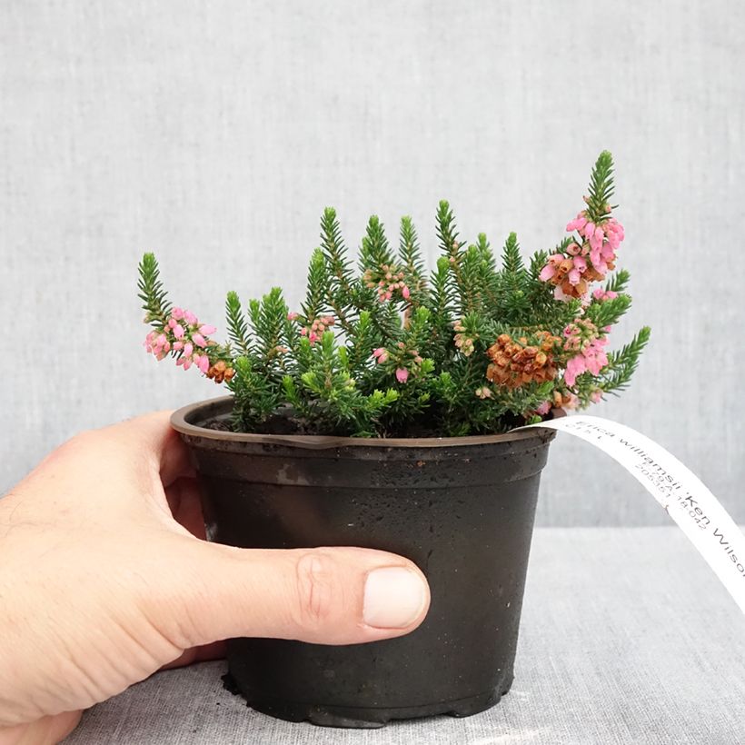 Esemplare di Erica williamsii Ken Wilson Vaso da Ø 10 cm/11 cm come consegnato in autunno