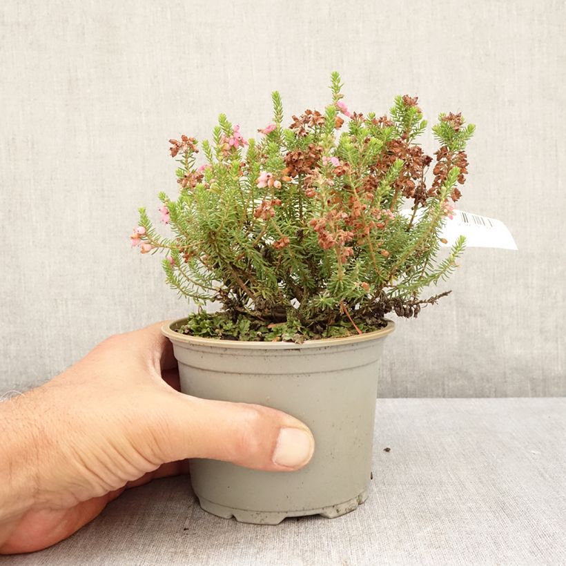 Esemplare di Erica williamsii Ken Wilson Vaso da 1,5L/2L consegnato in estate