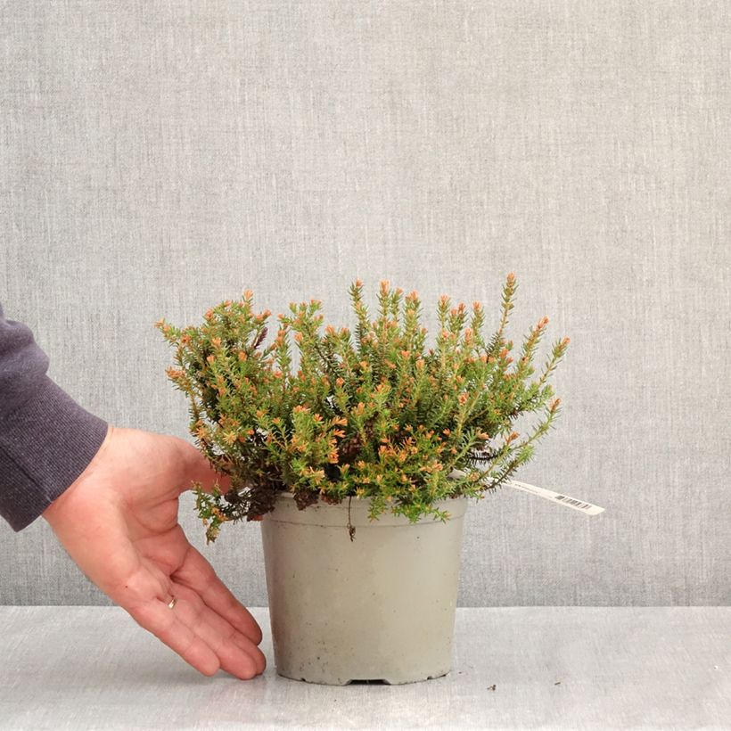 Erica williamsii Ken Wilson Vaso da 1,5L/2L esemplare consegnato in primavera